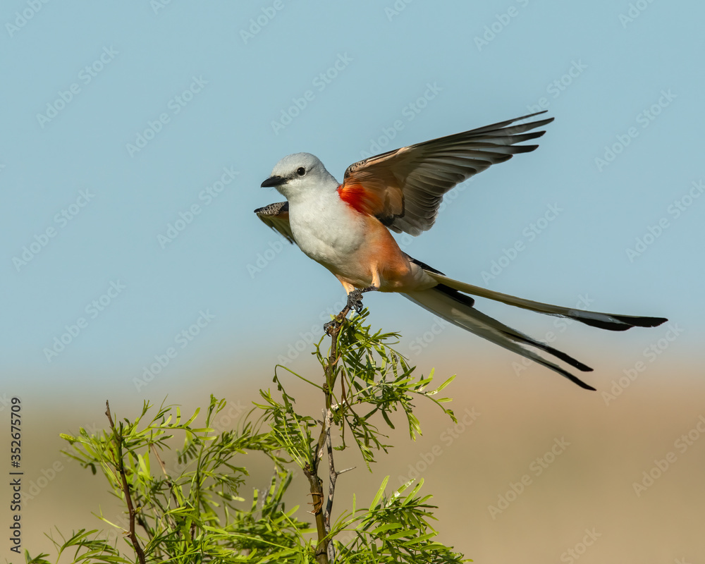 Scissortail Flycatcher